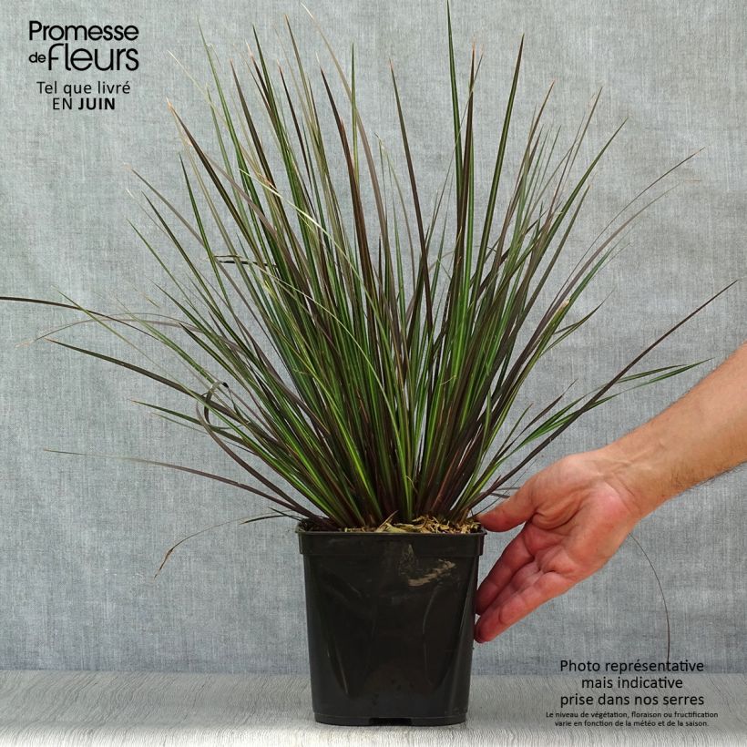 Spécimen de Libertia ixioides Taupo Sunset - Iris de Nouvelle-Zélande Pot de 2L/3L tel que livré en été