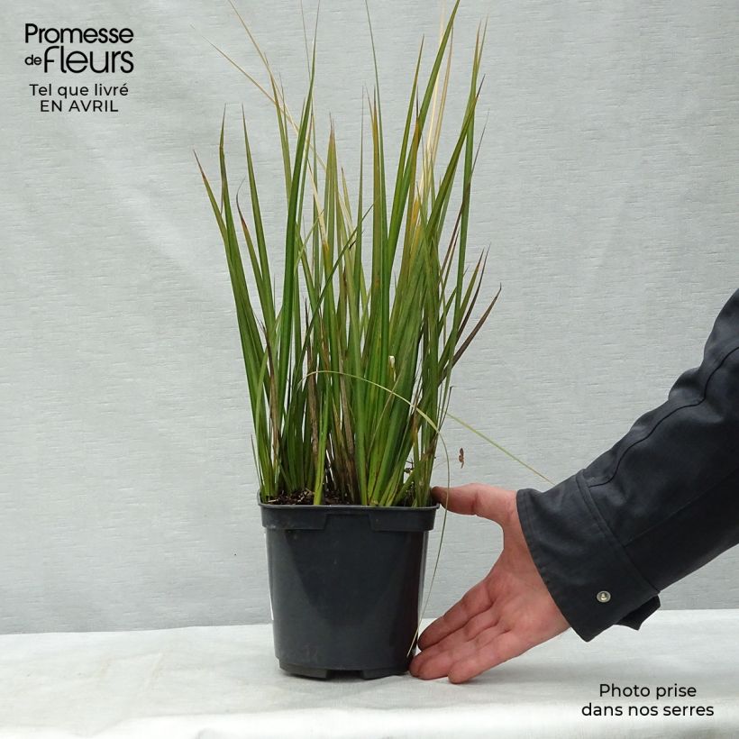 Spécimen de Libertia peregrinans - Iris de Nouvelle-Zélande - Pot de 2/3L tel que livré au printemps