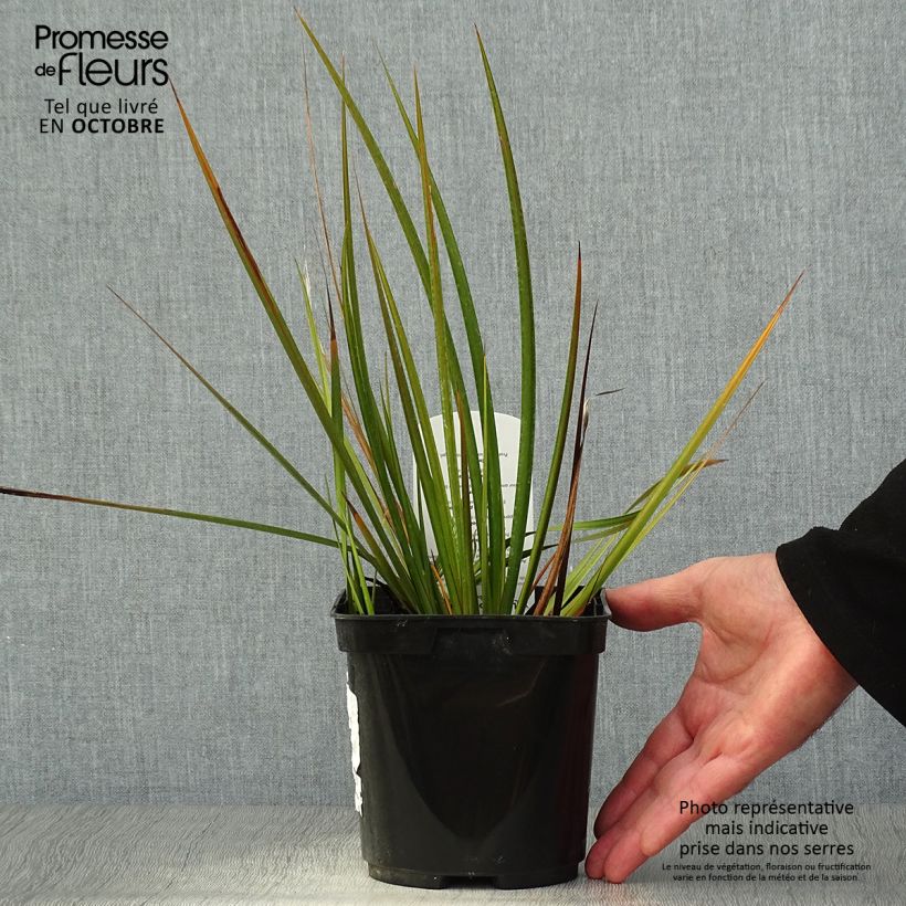 Spécimen de Libertia peregrinans - Iris de Nouvelle-Zélande  Pot de 2L/3L tel que livré en automne