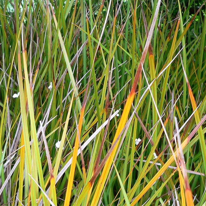 Libertia peregrinans - Iris de Nouvelle-Zélande  (Feuillage)