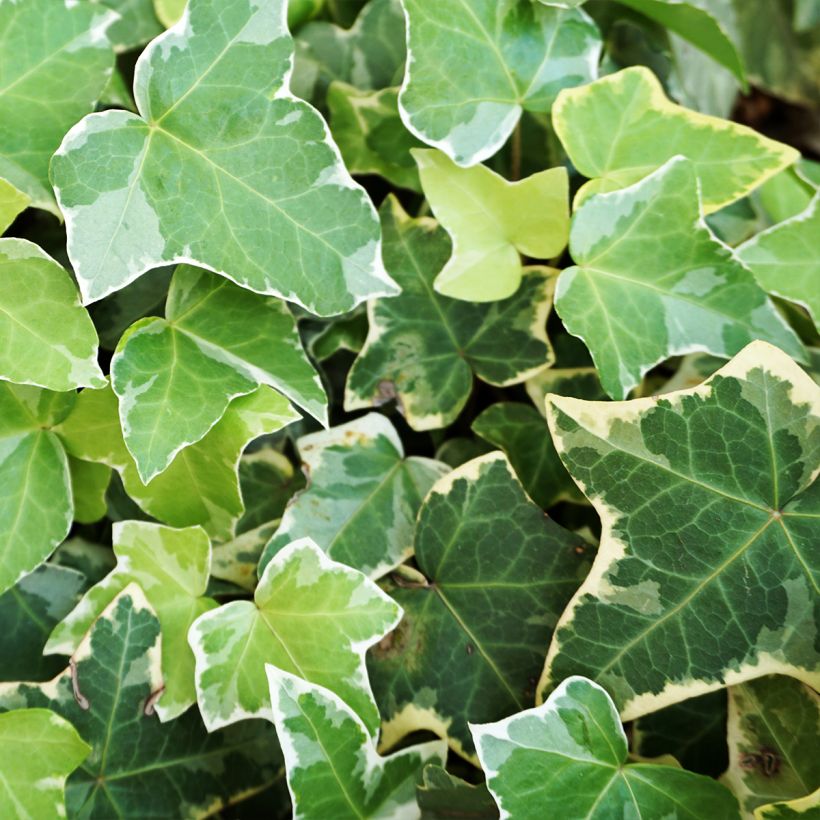 Lierre commun - Hedera helix Eva (Feuillage)