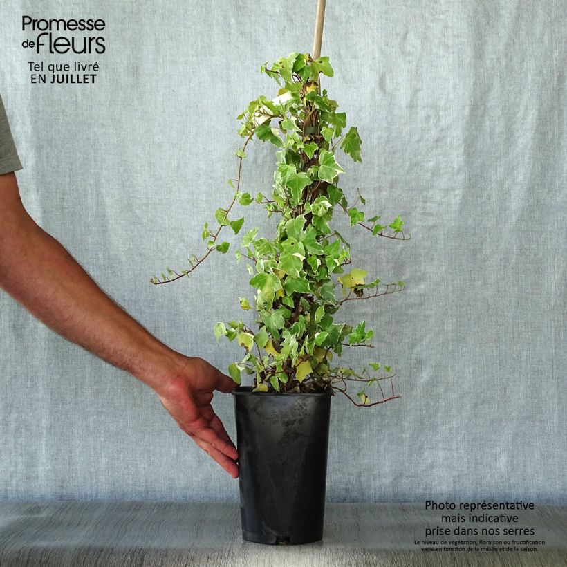 Spécimen de Lierre commun - Hedera helix Glacier Pot de 2L/3L tel que livré en été