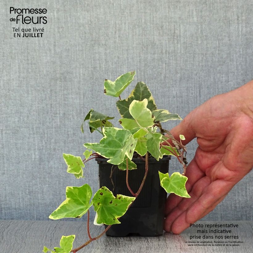 Spécimen de Lierre commun - Hedera helix Goldchild Godet de 8/9 cm tel que livré en été