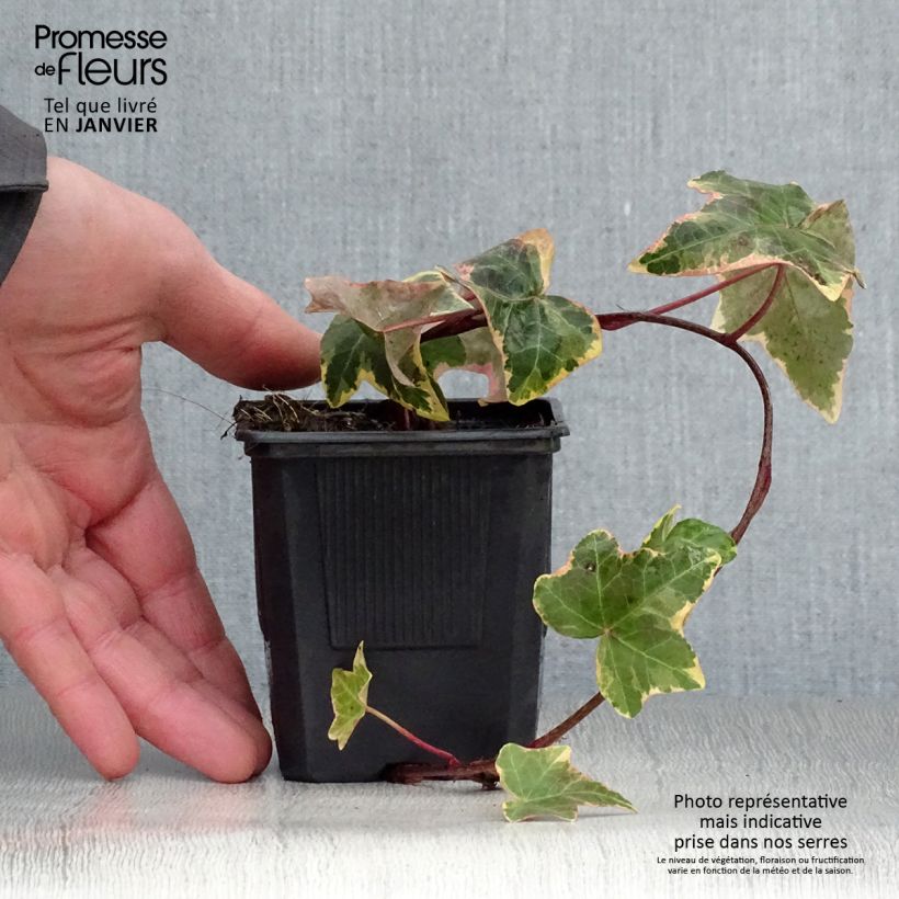 Spécimen de Lierre commun - Hedera helix Goldchild tel que livré en hiver