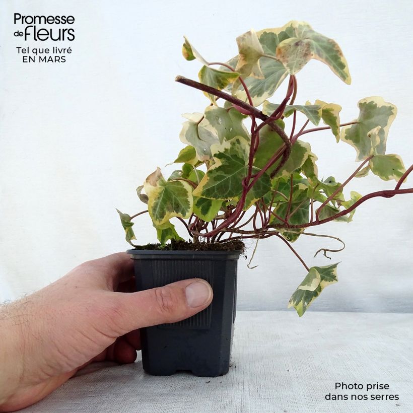 Spécimen de Lierre commun - Hedera helix Goldchild en godet de 9cm tel que livré au printemps