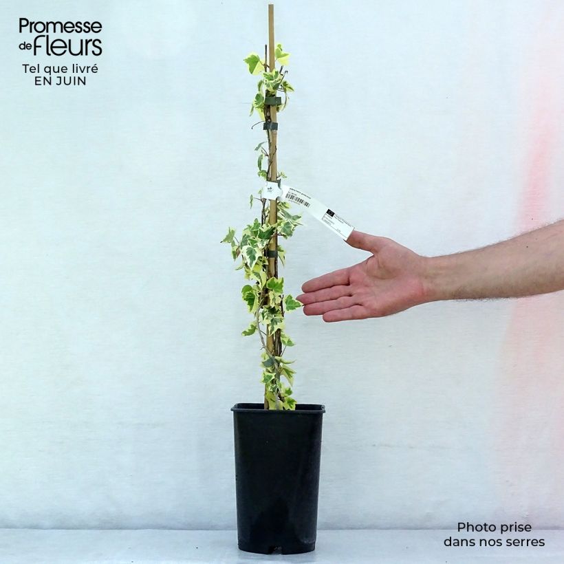 Spécimen de Lierre commun - Hedera helix Goldchild Pot de 1,5L/2L tel que livré en été