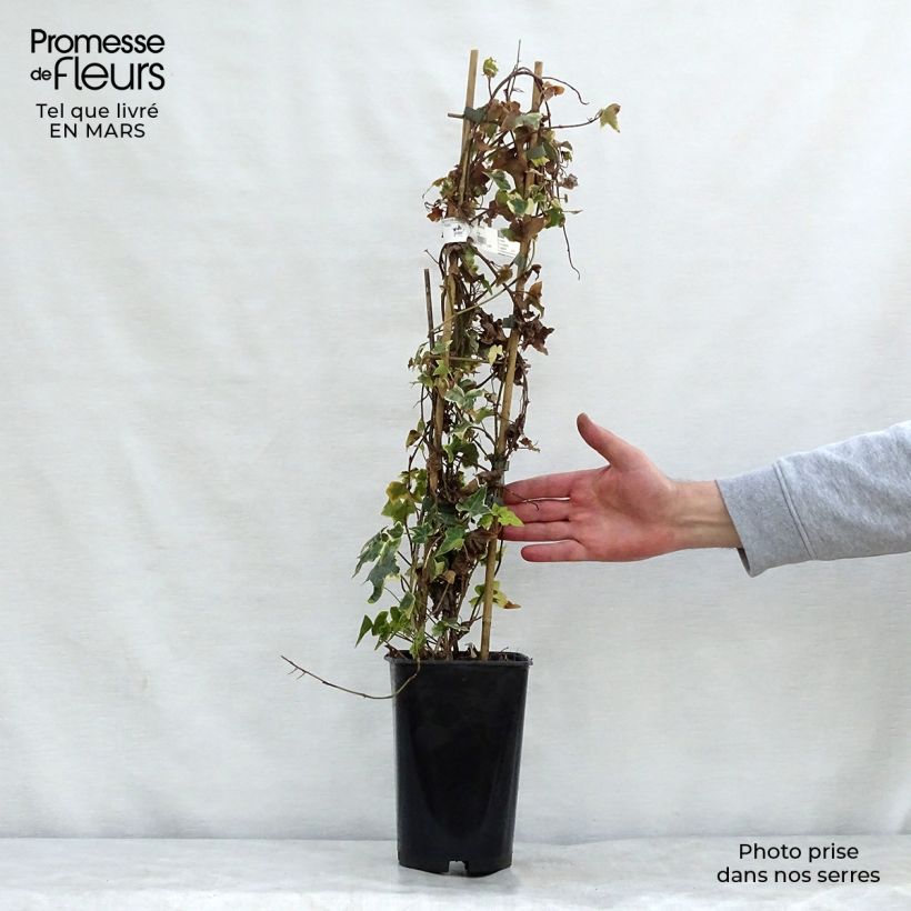 Spécimen de Lierre commun - Hedera helix Goldchild en pot de 1.5/2L tel que livré au printemps