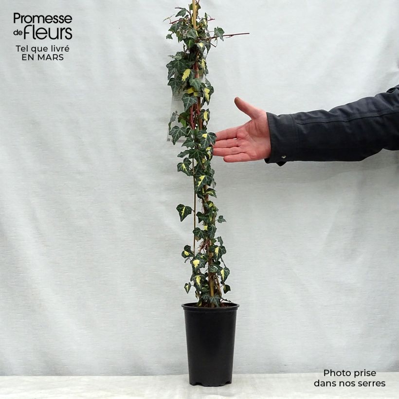 Spécimen de Lierre commun - Hedera helix Goldheart en pot de 1,5L/2L tel que livré au printemps