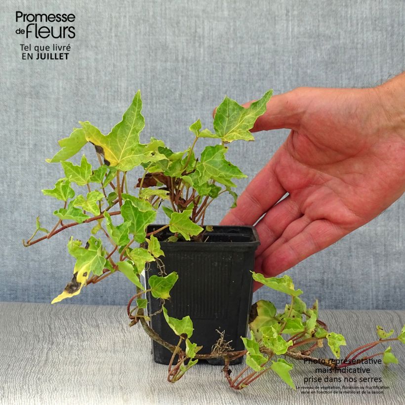 Spécimen de Lierre commun - Hedera helix Ivalace Godet de 8/9 cm tel que livré en été