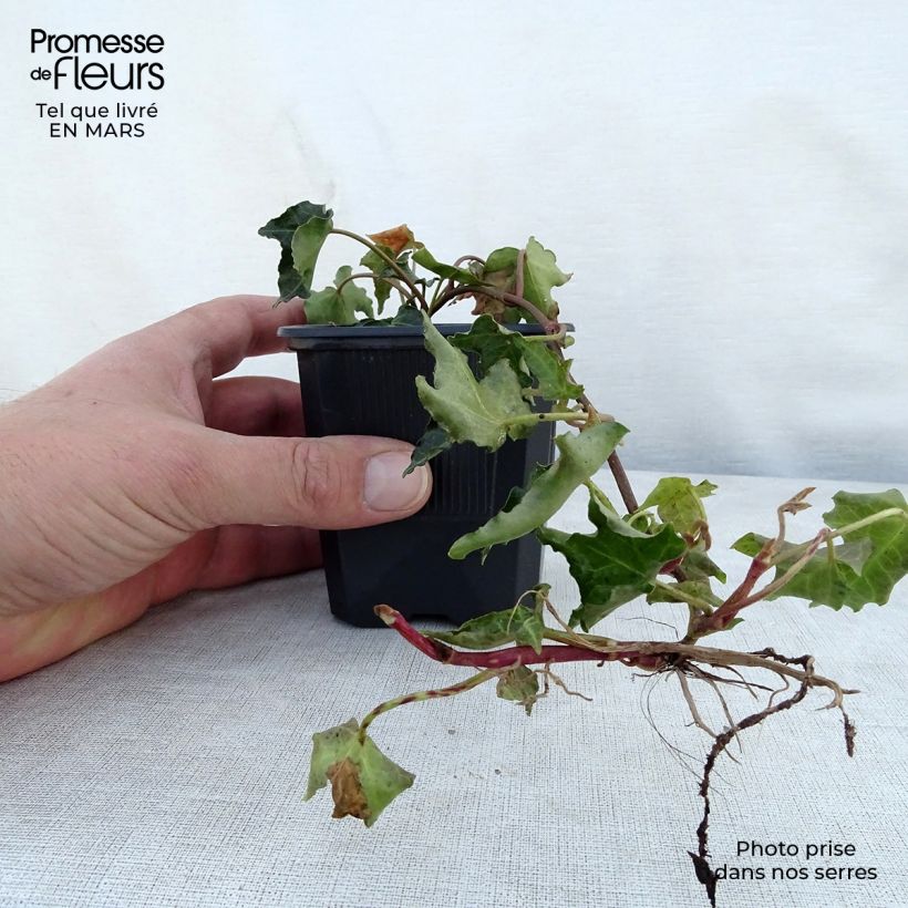 Spécimen de Lierre commun - Hedera helix Ivalace en godet de 9cm tel que livré au printemps