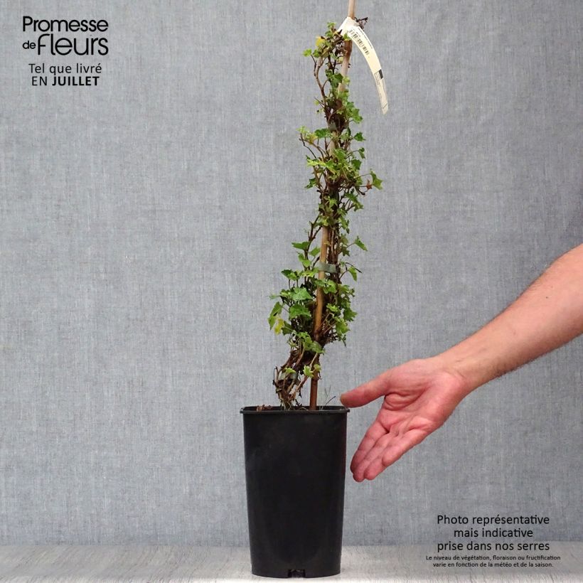 Spécimen de Lierre commun - Hedera helix Ivalace Pot de 2L/3L tel que livré en été