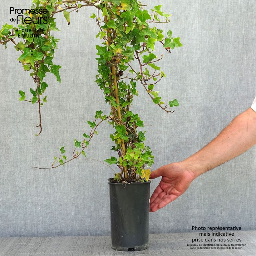 Spécimen de Lierre commun - Hedera helix Ivalace en pot de 2/3L tel que livré au printemps