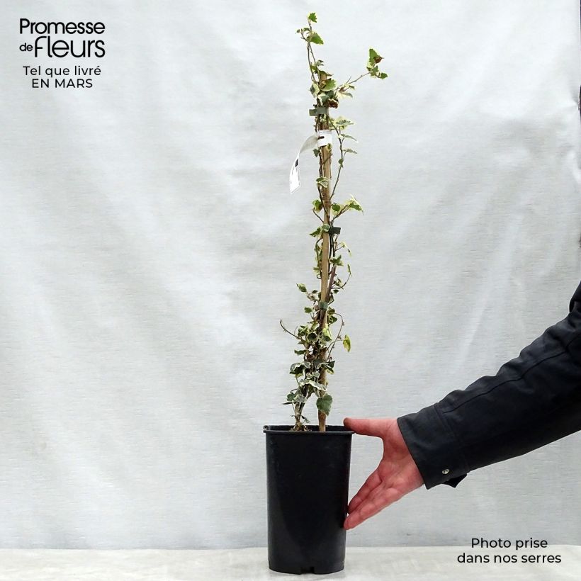 Spécimen de Lierre commun - Hedera helix Marginata Elegantissima Pot de 2L/3L tel que livré au printemps