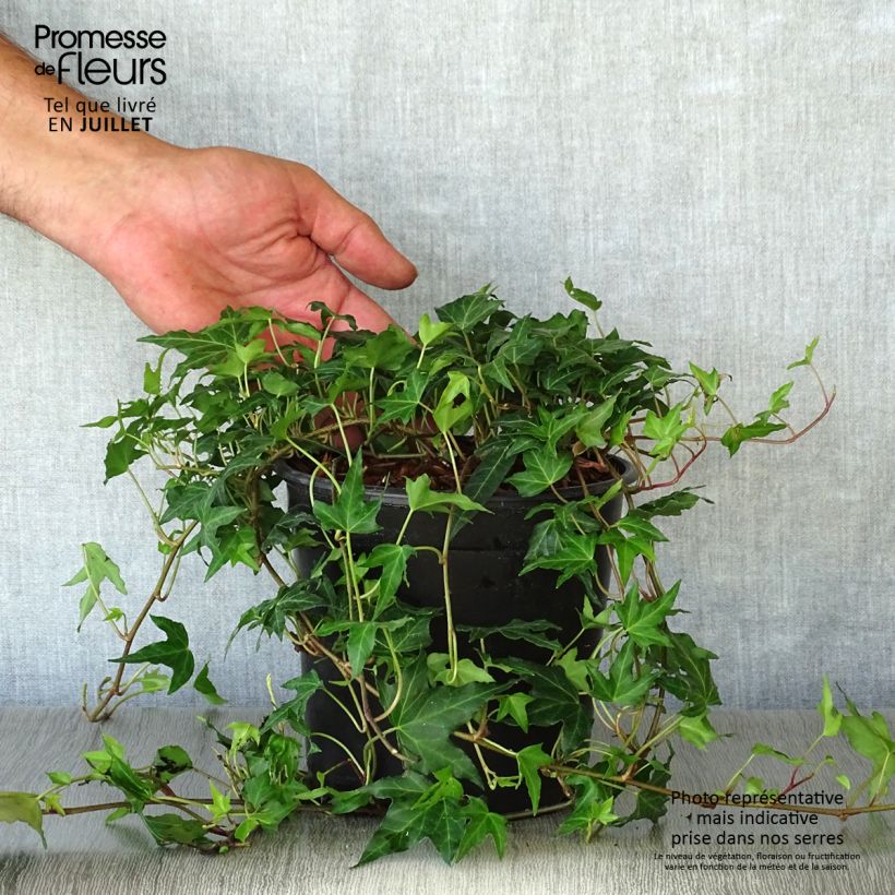 Spécimen de Lierre commun - Hedera helix Needlepoint Pot de 2L/3L tel que livré en été