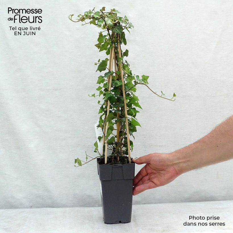 Spécimen de Lierre commun - Hedera helix Pot de 2L/3L, Plante forte de + 18 mois tel que livré en été