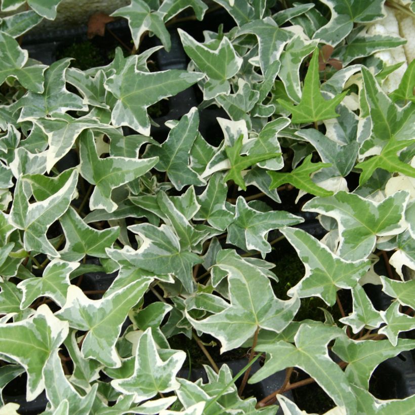 Lierre commun - Hedera helix Sagittifolia Variegata (Feuillage)