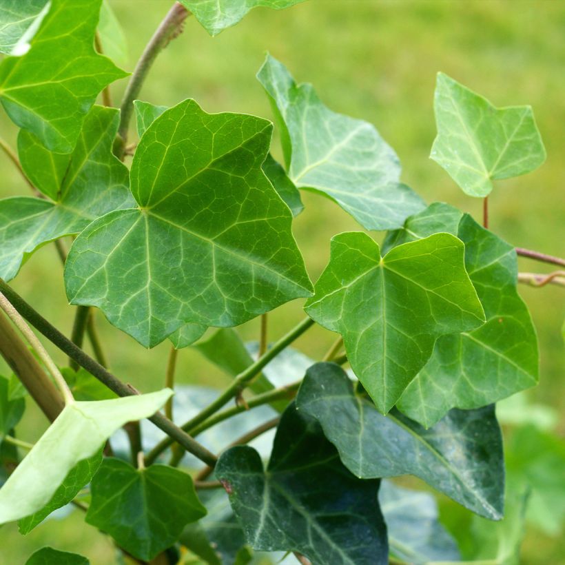 Lierre commun - Hedera helix Woerner (Feuillage)