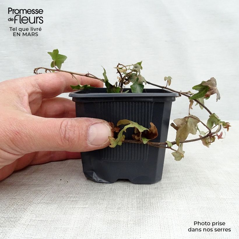 Spécimen de Lierre commun - Hedera helix en godet de 9cm tel que livré au printemps