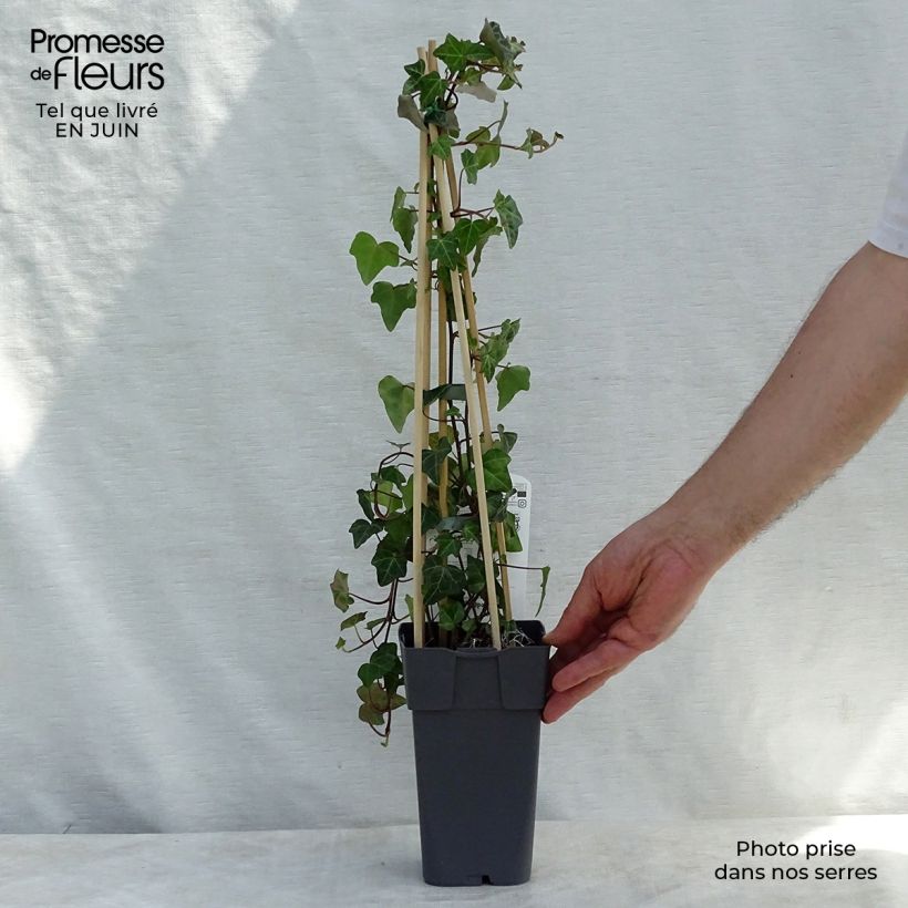 Spécimen de Lierre commun - Hedera helix Pot de 1L/1,5L tel que livré en été
