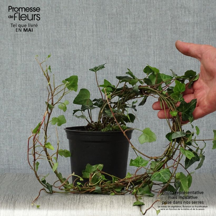 Spécimen de Lierre commun - Hedera helix en pot de 1l/1,5l tel que livré au printemps