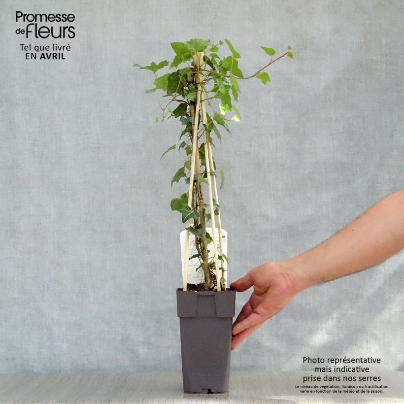 Spécimen de Lierre commun - Hedera helix en pot de 2/3L tel que livré au printemps