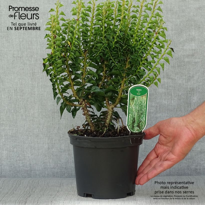 Spécimen de Lierre commun arbustif - Hedera helix Erecta Pot de 2L/3L tel que livré en automne