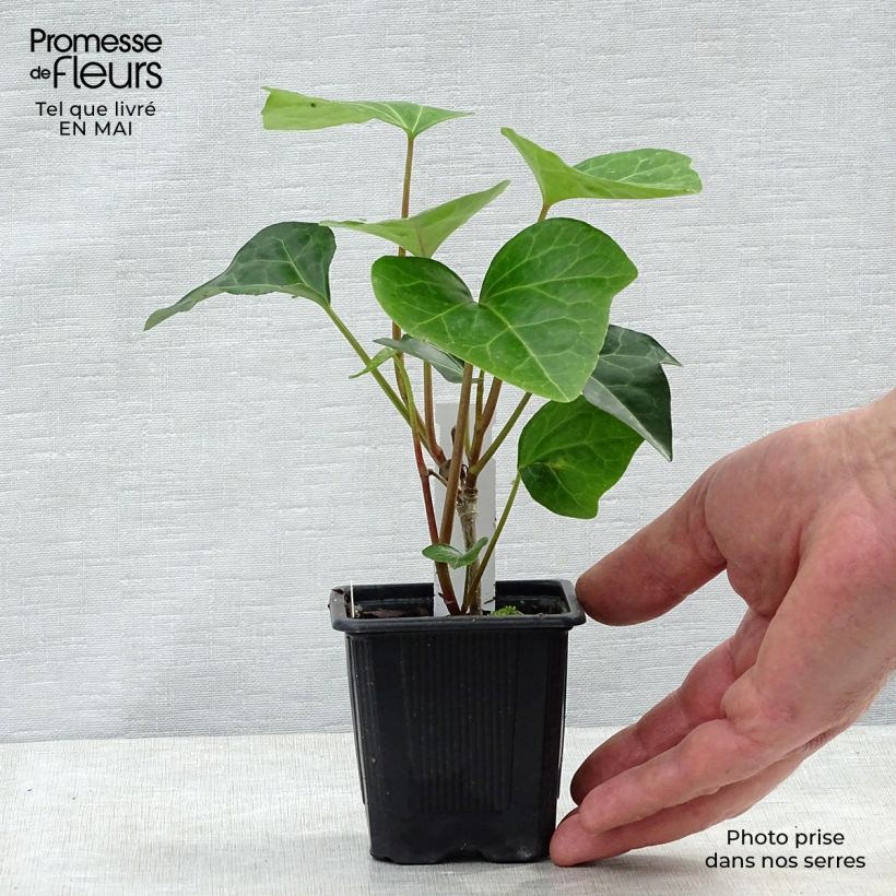 Spécimen de Lierre couvre-sol - Hedera Algerian Bellecour Godet de 7/8 cm tel que livré au printemps