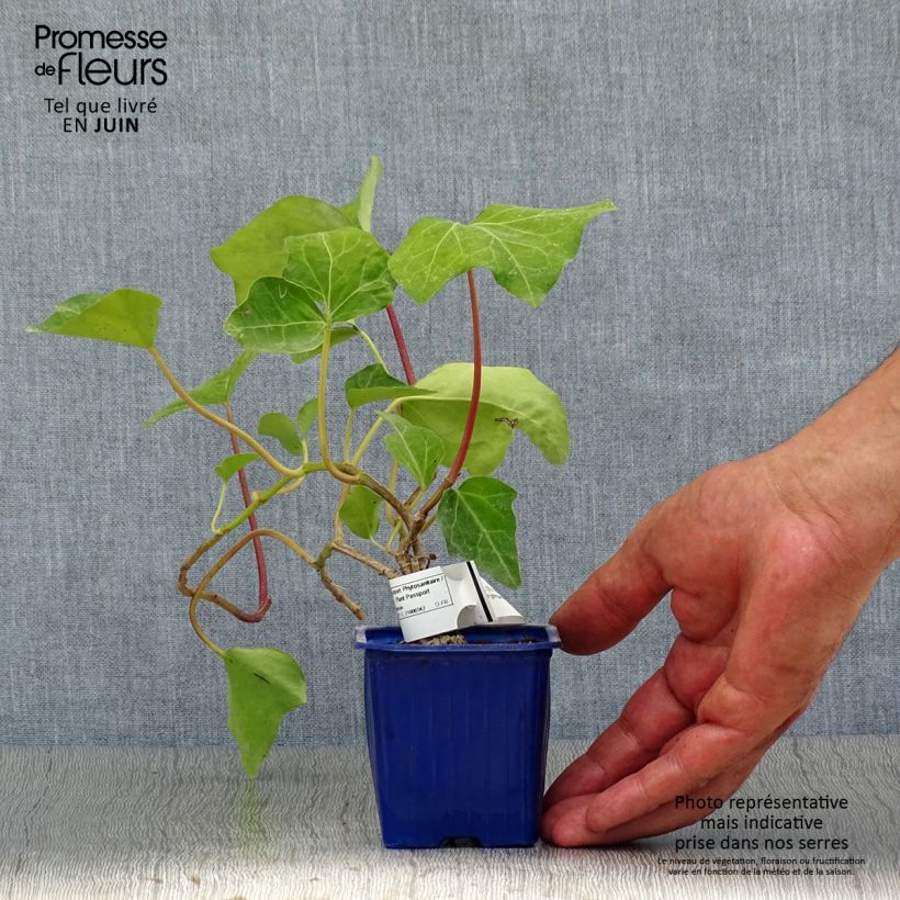 Spécimen de Lierre couvre-sol - Hedera Algerian Bellecour Godet de 7/8 cm tel que livré en été