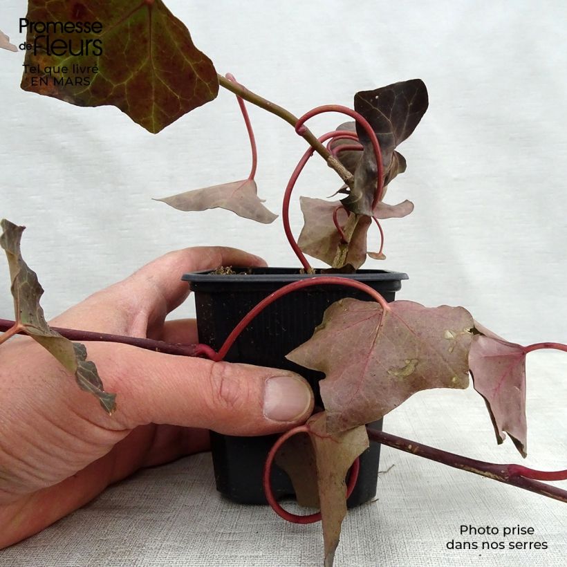Spécimen de Lierre d'Irlande - Hedera hibernica en godet de 9cm tel que livré au printemps