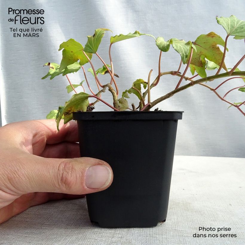 Spécimen de Lierre d'ornement - Hedera helix Green Ripple Godet de 9cm tel que livré au printemps