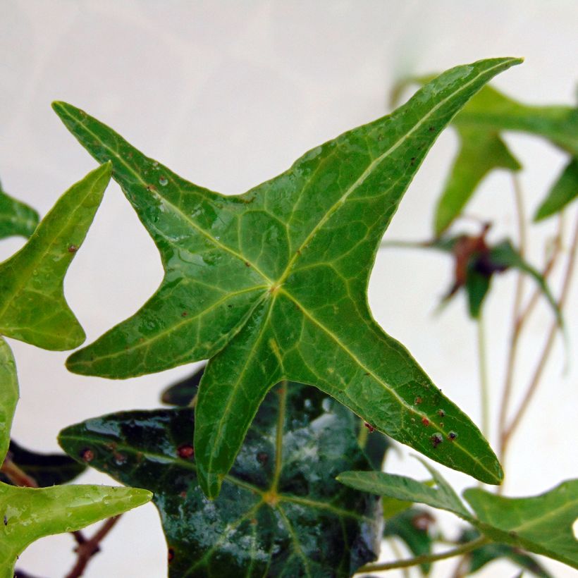 Lierre d'ornement - Hedera helix Sagittifolia (Feuillage)