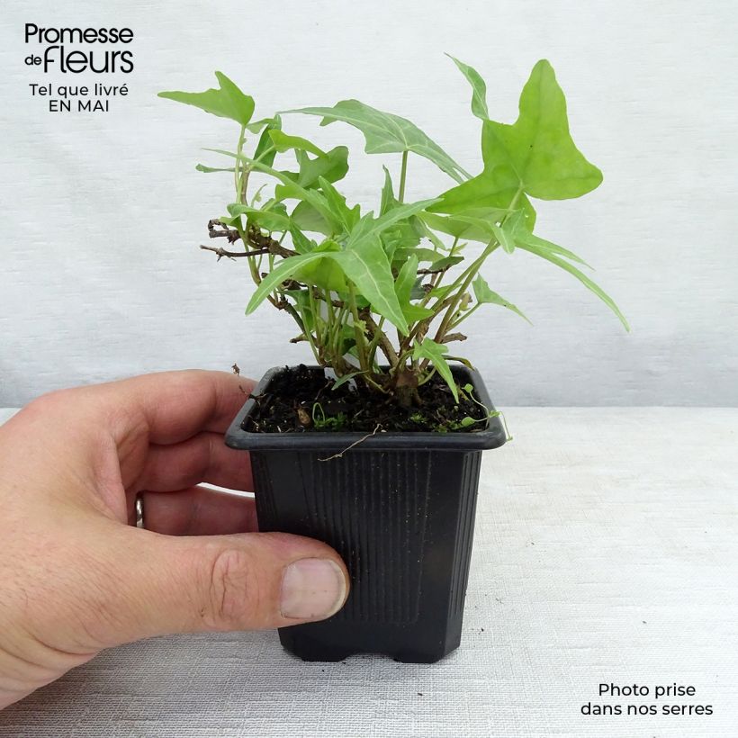 Spécimen de Lierre d'ornement - Hedera helix Sagittifolia en godet de 8/9cm tel que livré au printemps