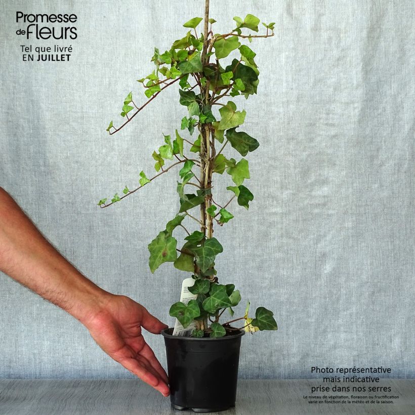 Spécimen de Lierre d'Irlande - Hedera hibernica Pot de 1L/1,5L tel que livré en été