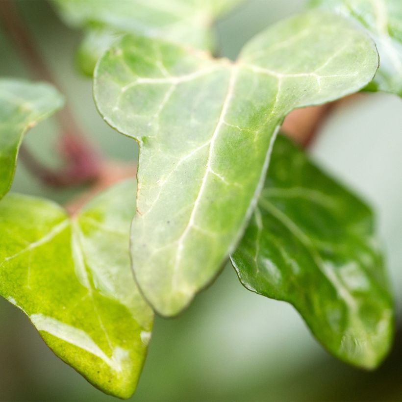 Lierre d'ornement - Hedera helix Jake  (Feuillage)