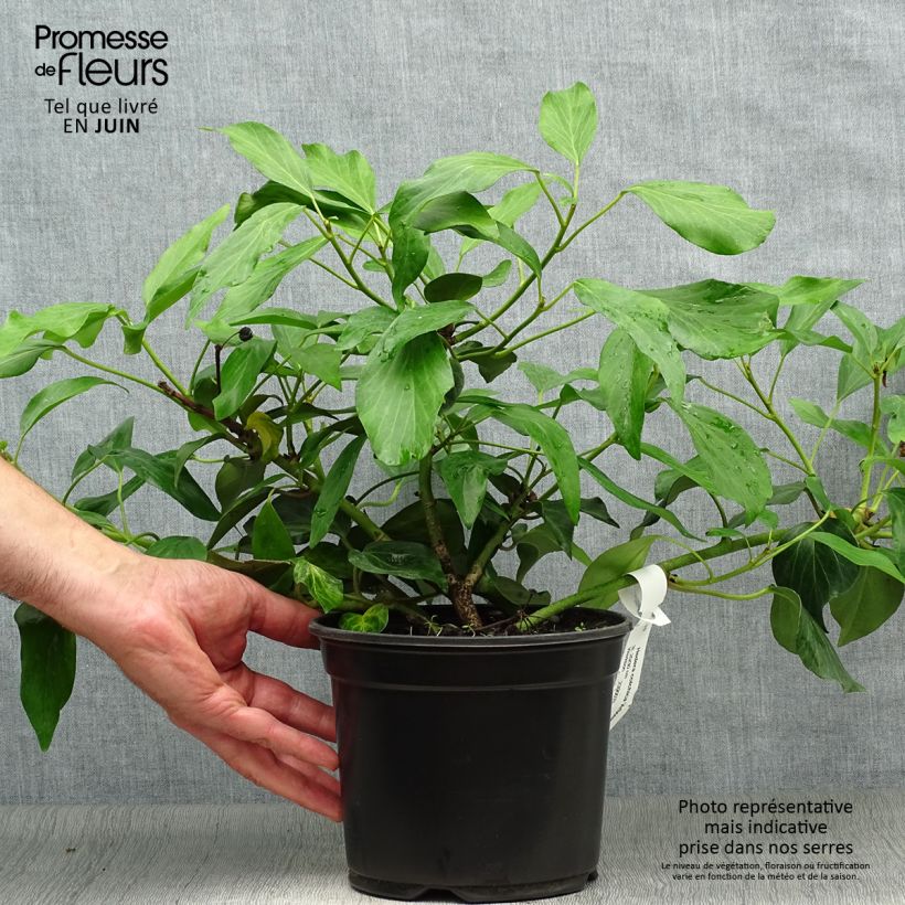Spécimen de Lierre de Colchide - Hedera colchica Arborescens (Fall Favorite) Pot de 2L/3L tel que livré en été