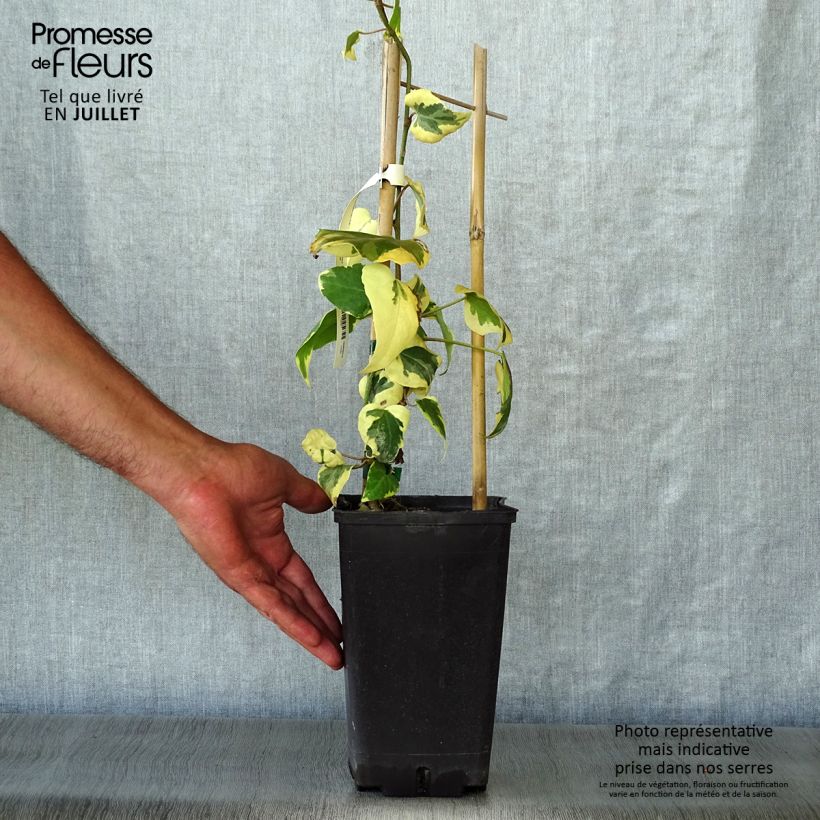 Spécimen de Lierre de Colchide - Hedera colchica Dentata Variegata Pot de 2L/3L tel que livré en été
