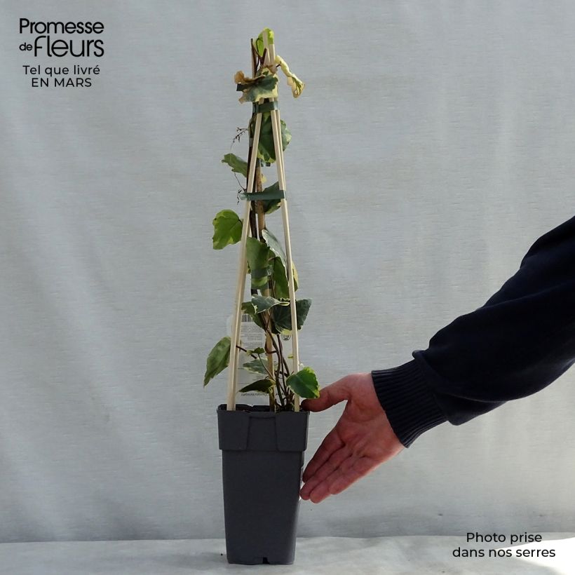 Spécimen de Lierre de Colchide - Hedera colchica Dentata Variegata en pot de 1/1,5L tel que livré au printemps