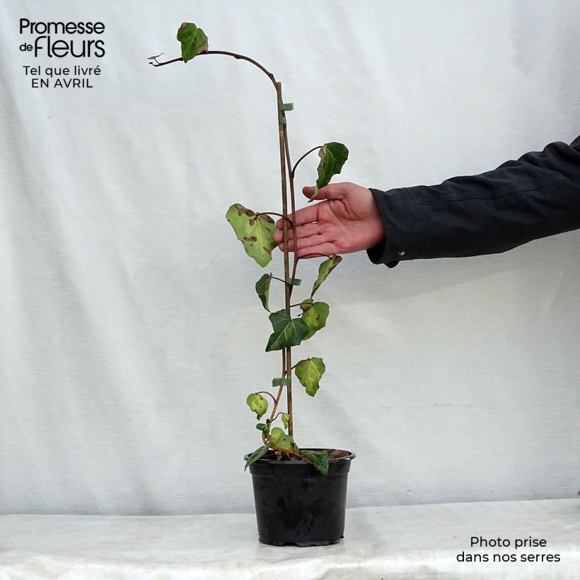 Spécimen de Lierre de Colchide - Hedera colchica Sulphur Heart en pot de 1.5/2L tel que livré au printemps
