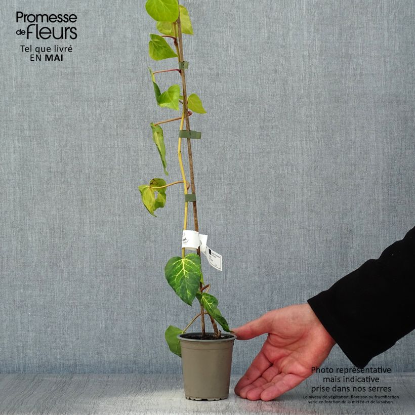 Spécimen de Lierre de Colchide - Hedera colchica Sulphur Heart en godet de 9cm tel que livré au printemps