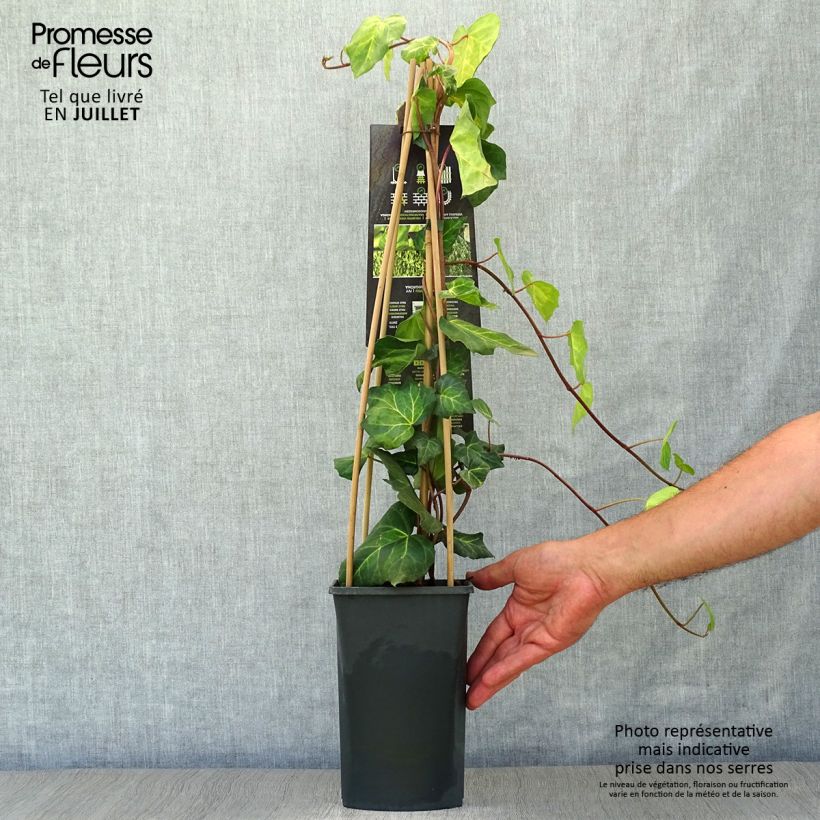 Spécimen de Lierre de Colchide - Hedera colchica Sulphur Heart Pot de 1,5L/2L tel que livré en été