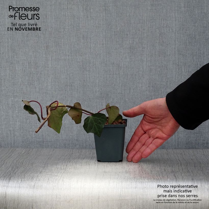Spécimen de Lierre de Colchide - Hedera colchica Godet de 8/9 cm tel que livré en automne