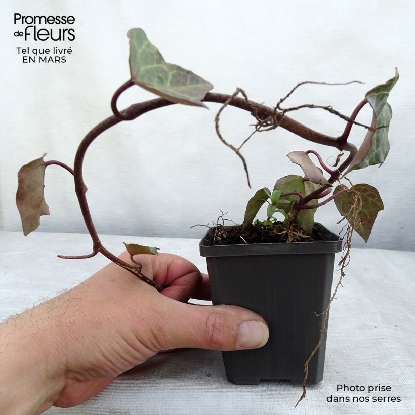 Spécimen de Lierre de Colchide - Hedera colchica en godet de 9cm tel que livré au printemps