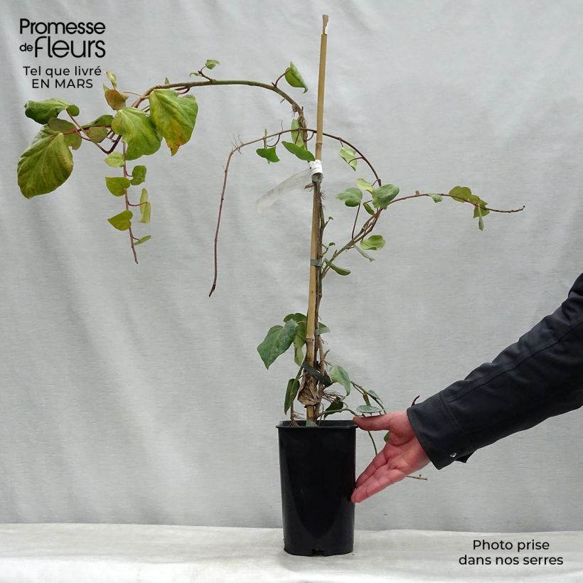 Spécimen de Lierre de Colchide - Hedera colchica en pot de 2/3L tel que livré au printemps