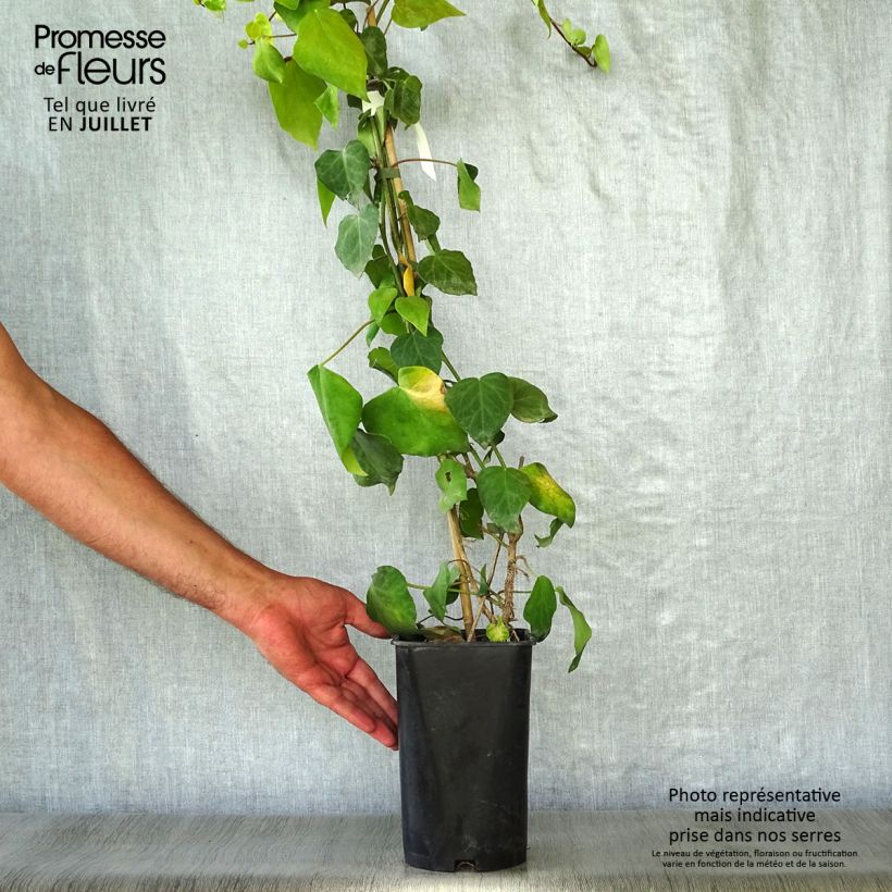 Spécimen de Lierre de Colchide - Hedera colchica Pot de 2L/3L tel que livré en été