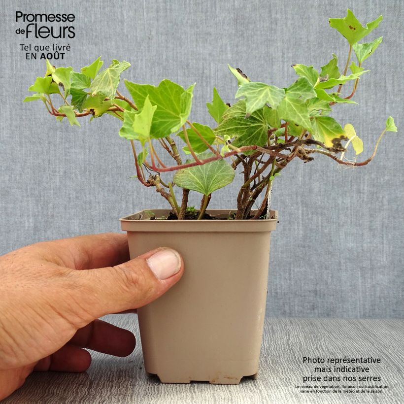 Spécimen de Lierre d'ornement - Hedera helix Green Ripple Godet de 8/9 cm tel que livré en été