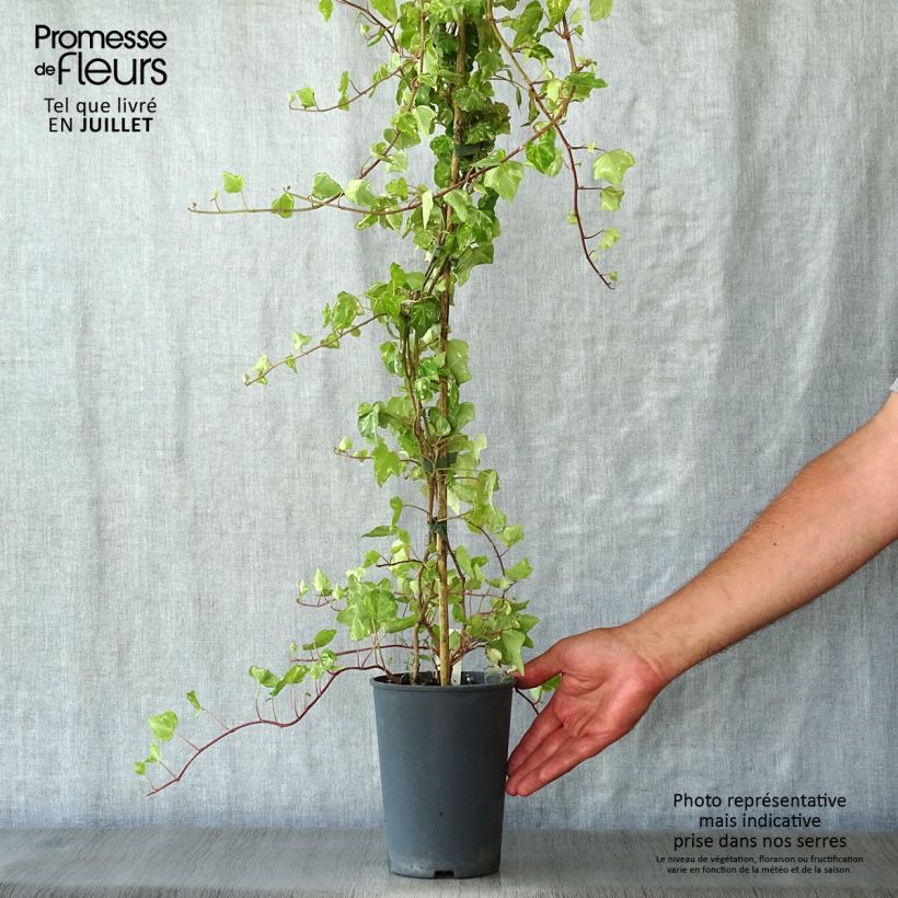 Spécimen de Lierre d'ornement - Hedera helix Kolibri Pot de 2L/3L tel que livré en été