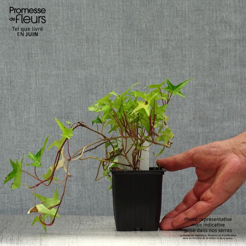 Spécimen de Lierre d'ornement - Hedera helix Sagittifolia Godet de 8/9 cm tel que livré en été