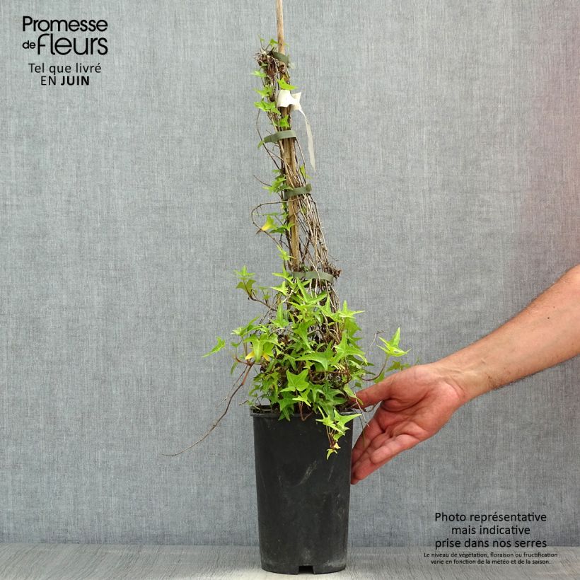 Spécimen de Lierre d'ornement - Hedera helix Sagittifolia en pot de 2l/3l tel que livré au printemps