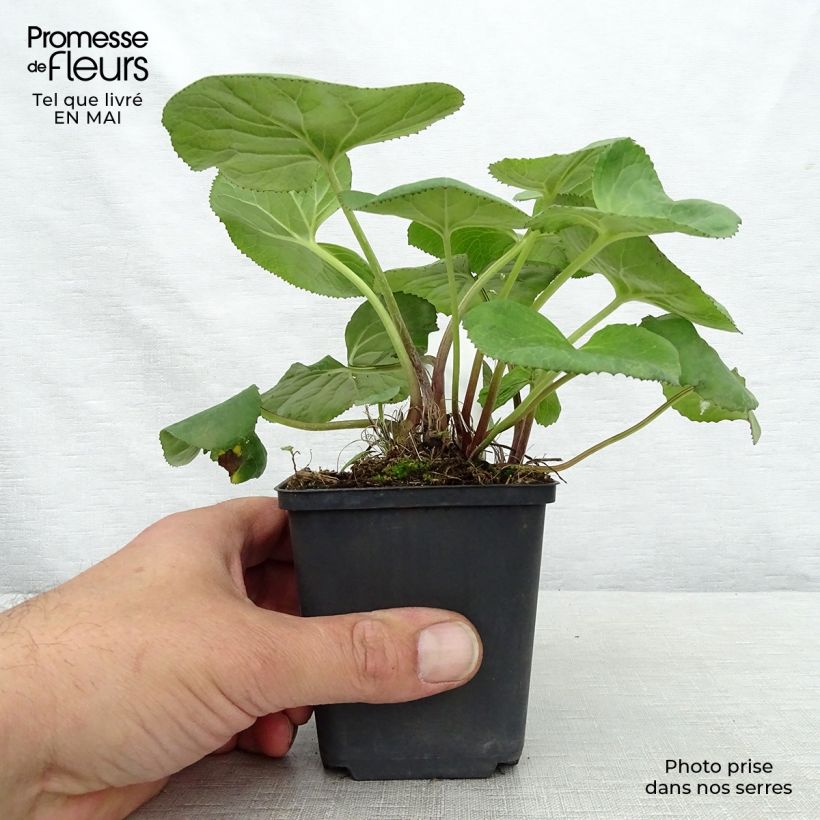 Spécimen de Ligulaire - Ligularia Gregynog Gold Godet de 9cm tel que livré au printemps