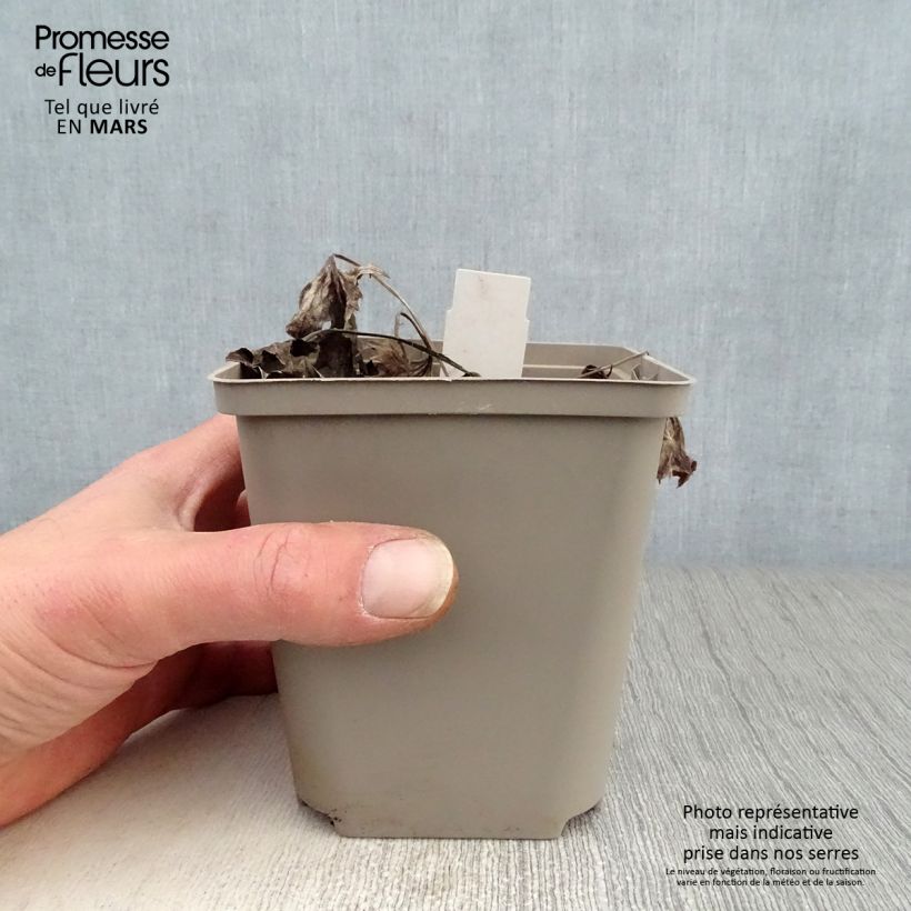 Spécimen de Ligulaire - Ligularia Osiris Cafe Noir Godet de 9cm tel que livré au printemps